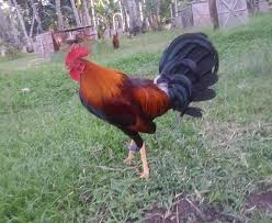 By zoey haag july 04, 2021 post a comment Pure Gull Estrada Lines Dee Gamefarm Philippines Facebook