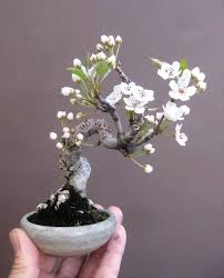 Flowering bonsai trees for beginners. Flowering Bonsai Bonsai Tree Types Bonsai Tree Bonsai Plants
