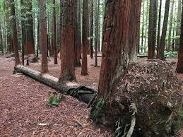 Nichts Ist Tot Bevor Es Nicht Begraben Ist Das Dachte Sich Sicherlich Auch Mutter Natur Als Sie Diesen Vom Sterben Natur Mutter Natur Alte Baume