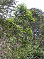 Image result for Shirakiopsis