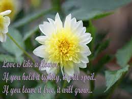 Love Is Like Flower Flower Quotes Bulb Flowers Flower Images