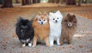 We did not find results for: 23 Colores De La Raza Pomerania Patrones Y Marcas Fotos