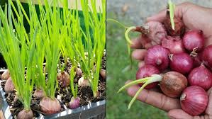 Jangan ragu minum air putih sebelum tidur, dapatkan 7 manfaatnya yang luar biasa yuk, siapkan bahannya, lalu masak resep ayam goreng daun bawang ini agar bisa langsung kita sajikan di meja makan. 5 Cara Menanam Bawang Merah Sendiri Di Rumah Bisa Pakai Media Botol Atau Bahkan Tanpa Tanah