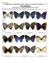 Maybe you would like to learn more about one of these? Pdf Mariposas Del Bajo Rio Caqueta Y Apaporis Amazonia Colombiana 1 Lycaenidaepanthiades Bitias Pseudolycaena Marsyas Calycopis Calus Enos Maculata Dorsal Ventral Jose Cerdena Academia Edu