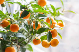 Image result for Citrus reticulata
