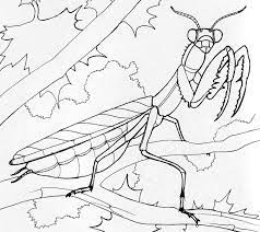If your child loves interacting. 26 Best Ideas For Coloring Praying Mantis Coloring Page