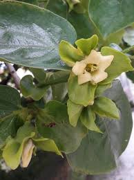 Image result for Diospyros