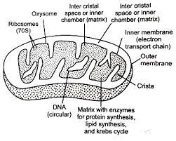 Draw A Well Labelled Diagram Of Structure Of Mitochondrion Or Draw A Well Labelled Diagram Of Mitochondria Sarthaks Econnect Largest Online Education Community