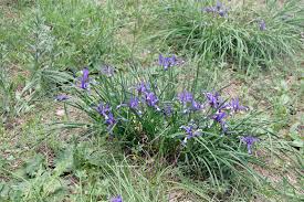 Image result for Gladiolus microspicatus