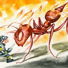 Image result for Fire Ant Sting