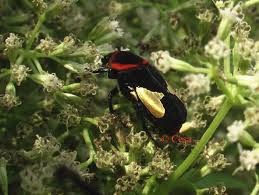 Image result for Mikania sp.