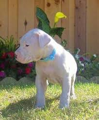 We pair reputable breeders with people like you! Dogo Argentino Puppies For Sale Labeb Open Souq