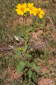 Image result for Verbesina encelioides