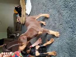 These doberman pinscher puppies located in florida come from different cities, including, spring hill, panama city, orlando,oviedo, orlando, miami, maimi, jacksonville, deltona, deleon springs, davie, cape canaveral. Doberman Puppy Pets And Animals For Sale Orlando Fl