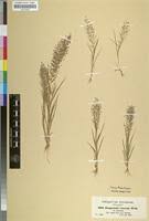 Image result for Eragrostis viscosa