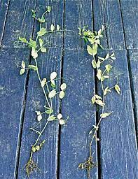 Your snow peas react to too much water in the same way they react to too little water: Fusarium Wilt Of Peas Maine Organic Farmers And Gardeners