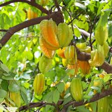 We did not find results for: Fruit Trees Plants Arbor Day Hawaii