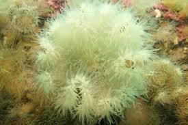 Image result for Aneilema nicholsonii