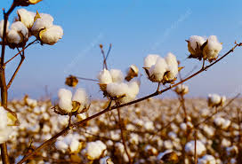 Image result for Gossypium