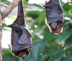 Is the atalef really a bat? Bird Facts For Kids All You Need To Know