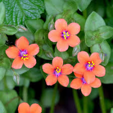 Image result for Anagallis barbata