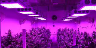 Top 5 Best Led Grow Lights For Home Commercial Growers Rbsc