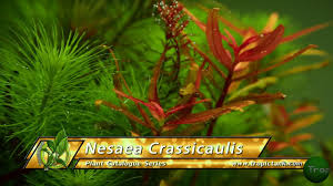 Image result for Nesaea crassicaulis