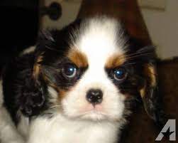 Miniature Cavalier King Charles Spaniel Petite Miniature Standard King Charles Cavalier Span Cavalier King Charles Cavalier King Charles Spaniel King Charles