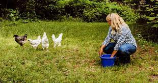 Should you raise chicken during the coronavirus pandemic? The Beginners Guide To Raising Backyard Chickens Fresh Eggs Daily