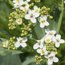 Image result for Marsdenia abyssinica