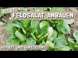 Jetzt Feldsalat Anbauen Profitipps Fur Grosse Mengen Aussaat Youtube