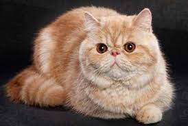 Cara terbaik untuk merawat kucing persia adalah dengan menyimpannya di dalam ruangan, walaupun pada umumnya kucing sangat menikmati alam bebas. Daftar Harga Kucing Persia Terbaru Dan Cara Perawatannya