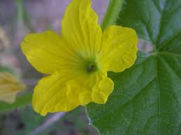 Image result for Lagenaria abyssinica