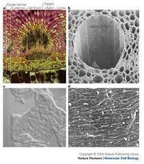 Excepting in case of some fungi and bacteria it is not used as food. Growth Of The Plant Cell Wall Nature Reviews Molecular Cell Biology
