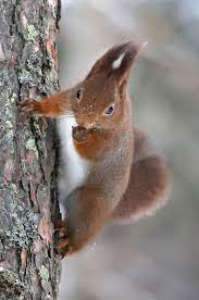 Sweden Naturally Fox Squirrel Red Squirrel Squirrel