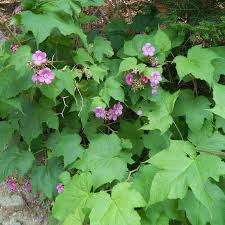 Image result for Rubus