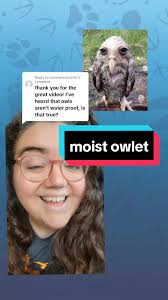 Replying to @zanonymous246 care for a moist owlet? #animals #wildlife  #birds #birdtok #owls #nature #animalfacts