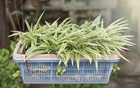 Image result for Chlorophytum sparsiflorum