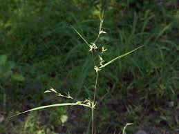 Image result for Panicum brevifolium