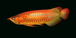 We did not find results for: Lucky Endangered Fish Gets Sequenced