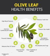 For many people, the concept of hypnotism seems silly — nothing more than an act put on during a live show or event. 12 Olive Leaf Extract Benefits For A Super Healthy Boost Ourgoodbrands