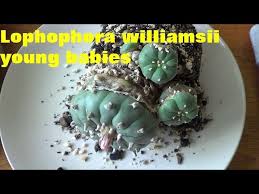 The mix itself is composed of garden coir, composed pine bark, perlite, and sand. Lophophora Williamsii How To Re Pot Young Peyote Youtube