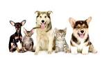 Cats & Dogs - Wikipedia