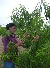 Gardening For Nutrition