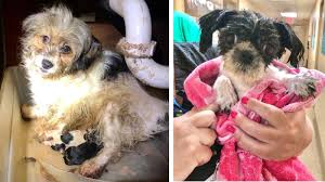 Adoption and clinic fees do not cover the full cost of our extensive animal and community services therefore we rely adopt a dog. 61 Dogs And Puppies Rescued From Hoarding Situation In Middletown By Monmouth County Spca Abc7 New York