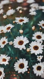 Flower Aesthetic Android Iphone Desktop Hd Backgrounds Wallpapers 1080p 4k Wallpaper Iphone Summer Floral Wallpaper Iphone Iphone Wallpaper Images