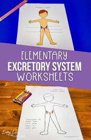 Excretory System Worksheets For Elementary Students In 2020 Excretory System Human Body Systems Elementary Science Activities