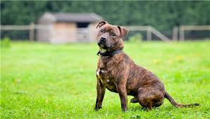10 Brindle Kopek Irklari Evcil Hayvanlariniz Icin Mutlu Bir Ev Nasil Yapilir