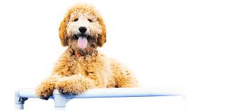 Click to see our best video content. Minnesota Dog Training Neuman K 9 Academy