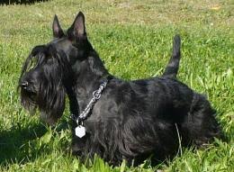 Image result for skotský teriér